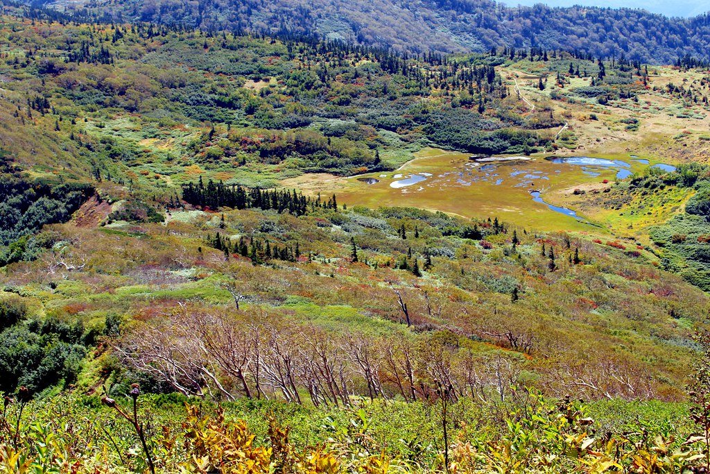 🍂 덴구의 정원 (텐구노니와) 이미지 5